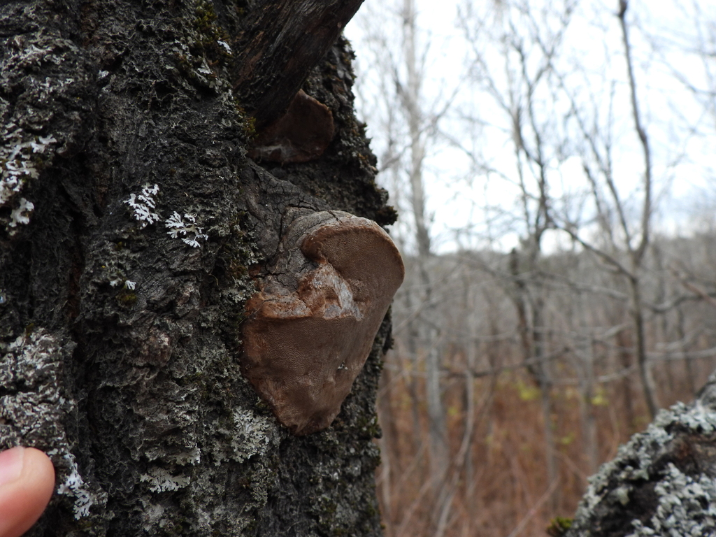 Phellinus tremulae · November 2025 · photo: © cpavlisich (iNaturalist, cc-by)