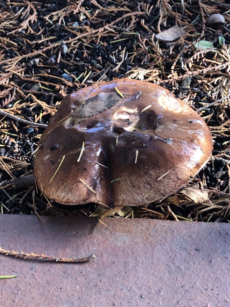 Suillus luteus · November 2025 · photo: © angelique_k (iNaturalist, cc0)