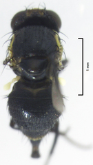 Liriomyza hebae