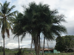 Syagrus