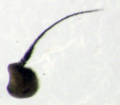 Liriomyza hebae