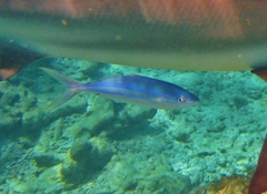 Elagatis bipinnulata