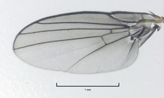 Liriomyza hebae
