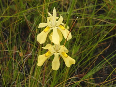 Moraea anomala