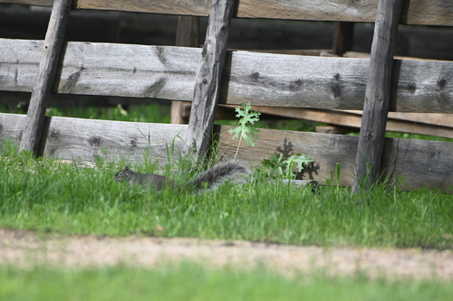 Mexican Fox Squirrel