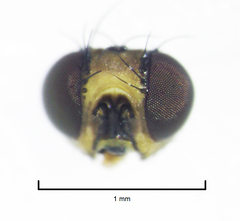 Liriomyza hebae