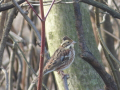 Emberiza rustica