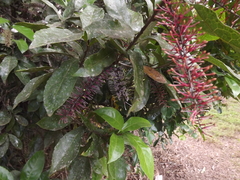 Helicia australasica