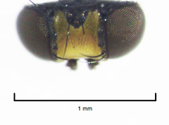 Liriomyza hebae