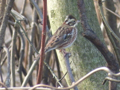 Emberiza rustica