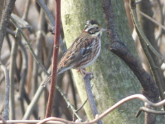 Emberiza rustica