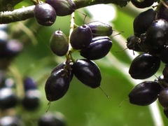 Helicia australasica