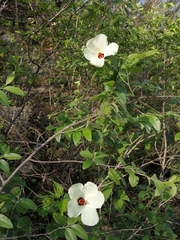 Hibiscus acicularis