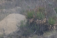 Aloe lineata
