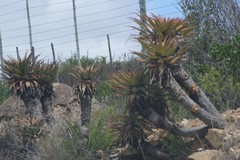 Aloe lineata