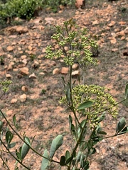 Heteromorpha arborescens frutescens