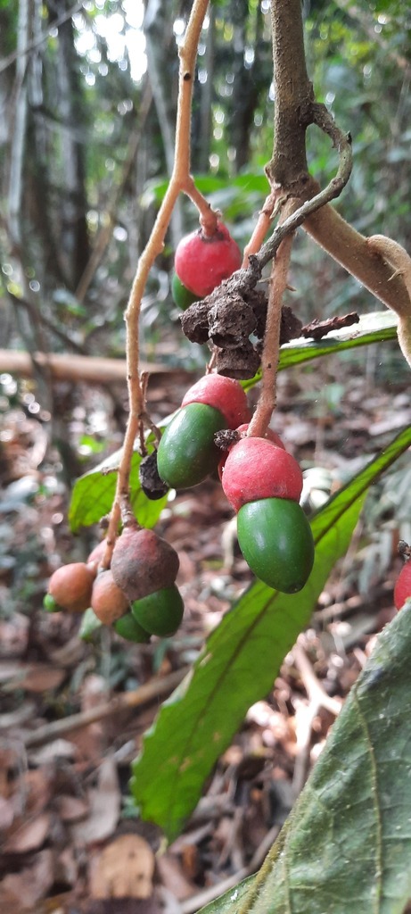 Endlicheria glomerata