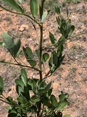 Heteromorpha arborescens frutescens