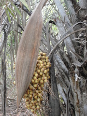 Syagrus coronata