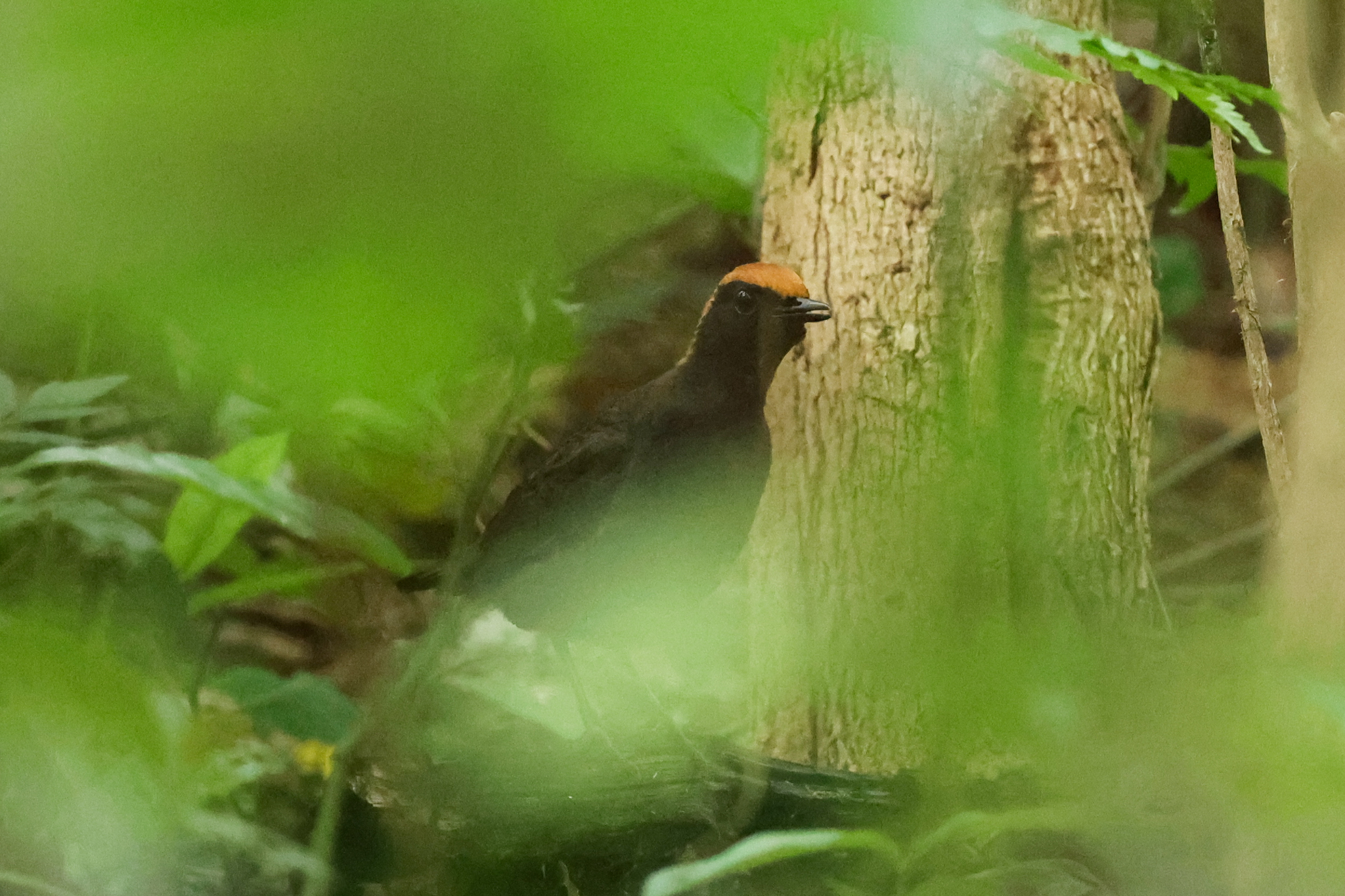 Rufous-capped Antthrush (Formicarius colma), photo 7
