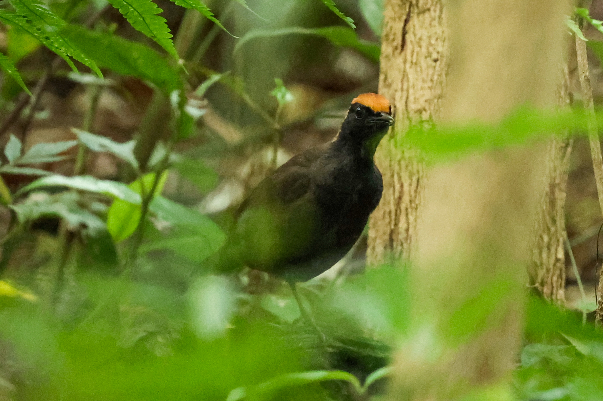 Rufous-capped Antthrush (Formicarius colma), photo 6