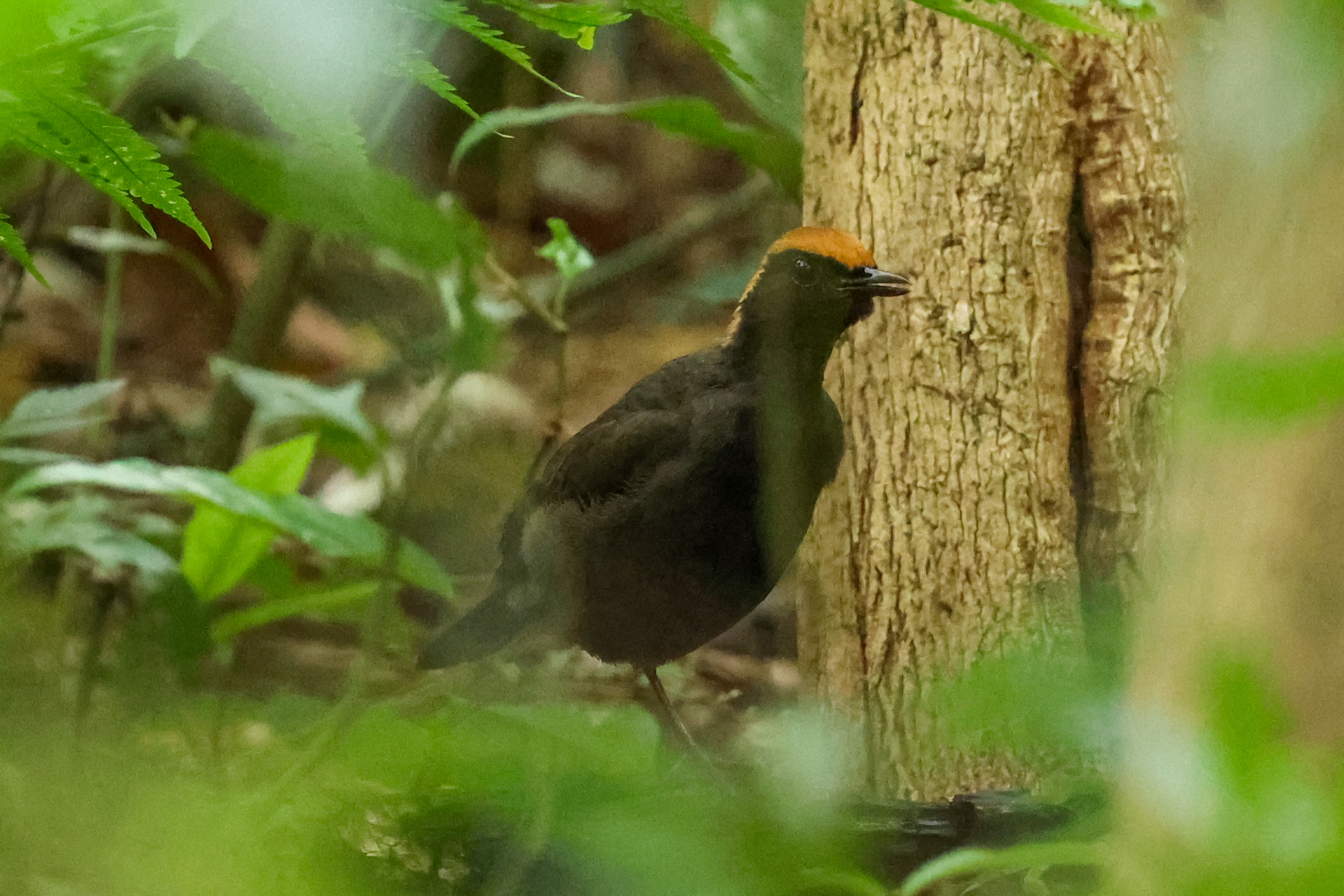 Rufous-capped Antthrush (Formicarius colma), photo 5