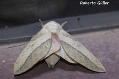 Adeloneivaia subangulata