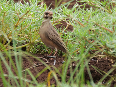 Spizocorys personata