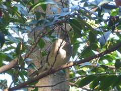 Turdus pallidus