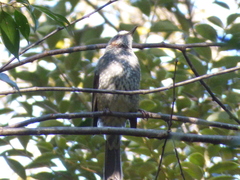 Hypsipetes amaurotis