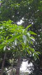 Alstonia macrophylla