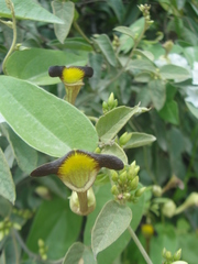Aristolochia birostris