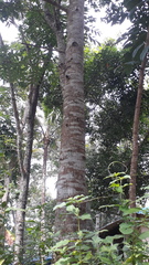 Alstonia macrophylla