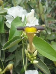 Aristolochia birostris
