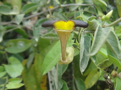 Aristolochia birostris