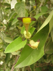 Aristolochia birostris