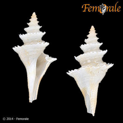 Cochlespira