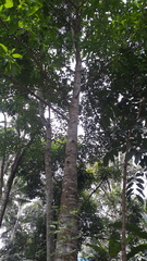 Alstonia macrophylla