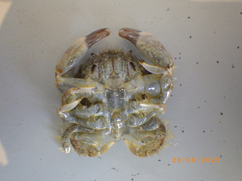 Kraussia rugulosa observed 2025-06-29