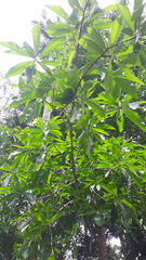 Alstonia macrophylla