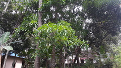 Alstonia macrophylla