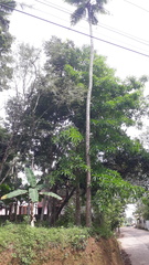 Alstonia macrophylla