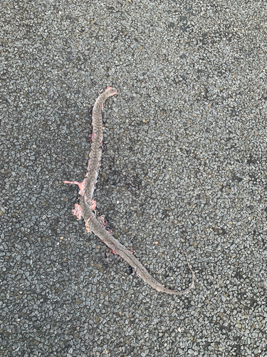 Common keelback sighting