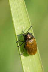Labidostomis