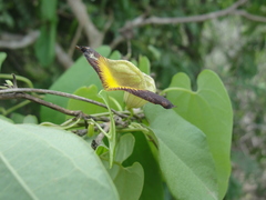 Aristolochia birostris