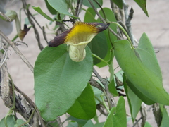 Aristolochia birostris