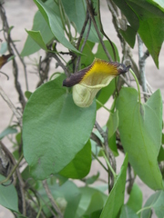 Aristolochia birostris