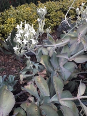 Kalanchoe marmorata