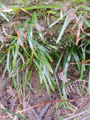 Microschizaea rupestris, 2025-10-24