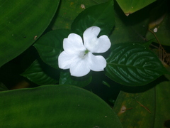 Impatiens flaccida